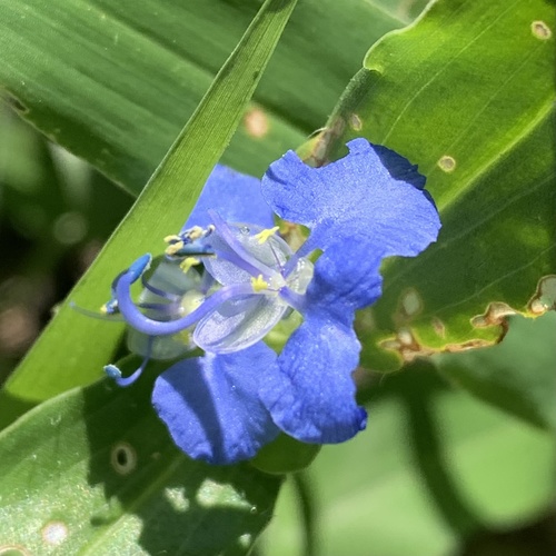 Commelina forskaolii image