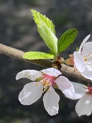 Prunus tomentosa