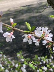 Prunus tomentosa