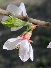 Prunus tomentosa