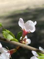 Prunus tomentosa