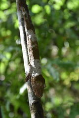 Uroplatus