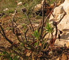 Euphorbia dendroides