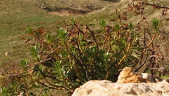 Euphorbia dendroides