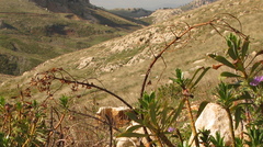 Euphorbia dendroides