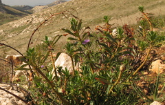 Euphorbia dendroides