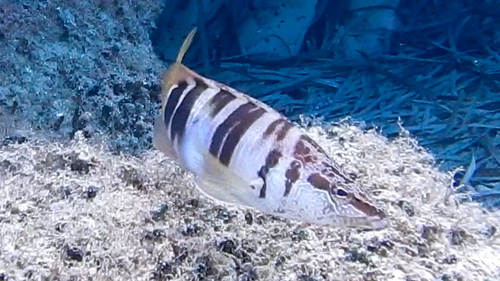Painted comber (Serranus scriba) — Serranidae — 3