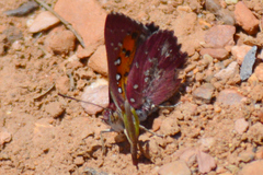 Aloeides thyra thyra