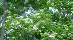 Cornus foemina