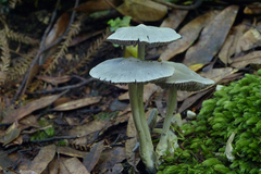 Entoloma canoconicum