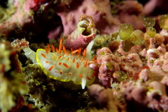 Diaphorodoris papillata