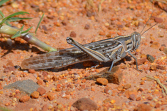 Schistocerca gregaria flaviventris