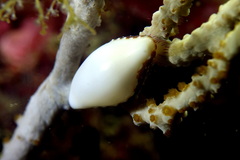 Simnia spelta