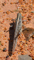Schistocerca gregaria flaviventris