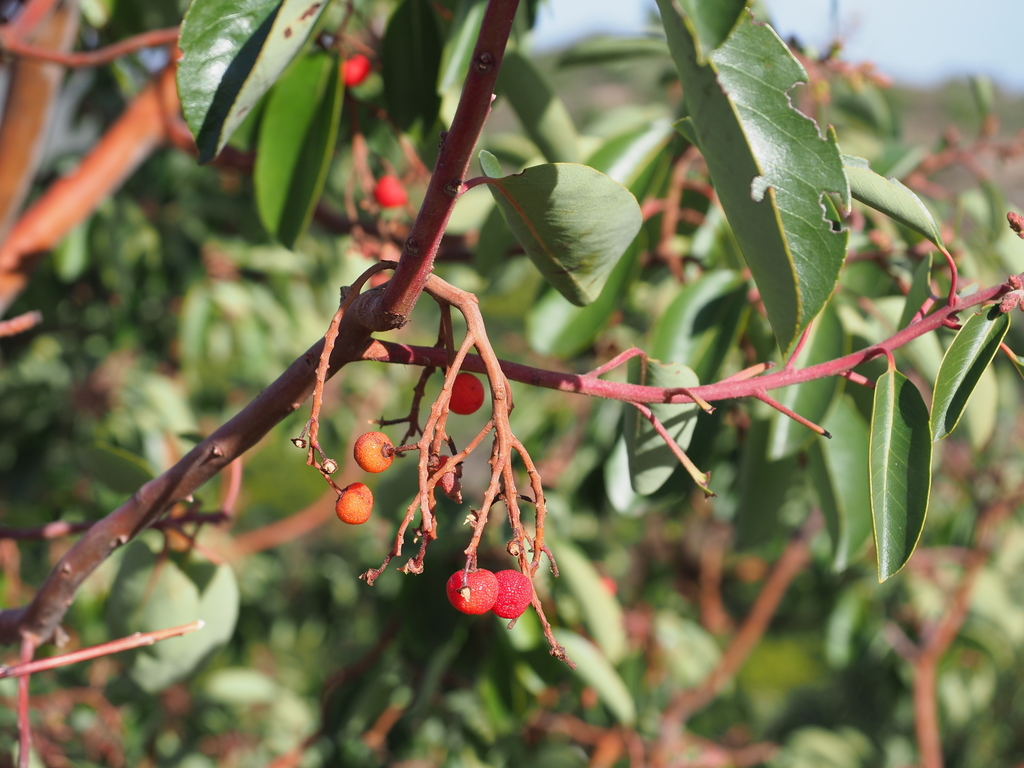 Arbutus andrachne