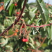 Greek Strawberry-Tree - Photo (c) Thanasis Papanikolaou, some rights reserved (CC BY-NC), uploaded by Thanasis Papanikolaou