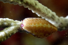 Simnia spelta