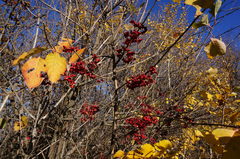 Euonymus europaeus