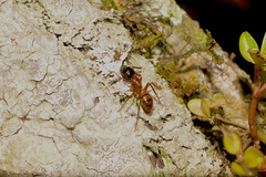 Camponotus