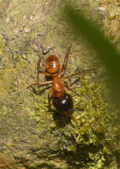 Camponotus