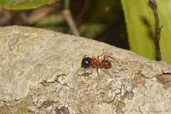 Camponotus