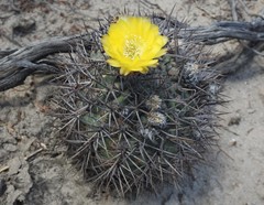 Trichocereeae