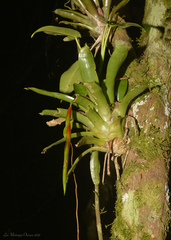 Vriesea scalaris
