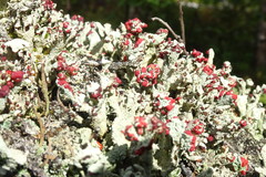 Cladonia coccifera