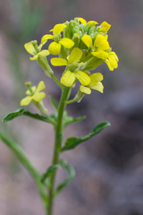 Erysimum boreale