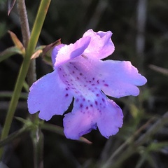 Hemiandra pungens