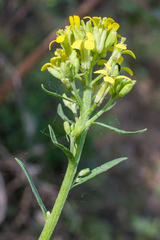 Erysimum boreale