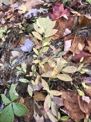 Vaccinium angustifolium image
