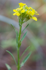 Erysimum boreale