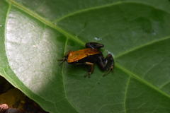 Mantella ebenaui