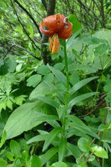 Lilium carniolicum