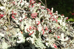 Cladonia coccifera