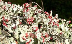 Cladonia coccifera