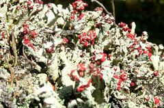 Cladonia coccifera