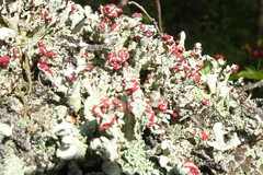 Cladonia coccifera