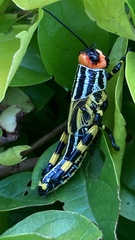 Zoniopoda danottei