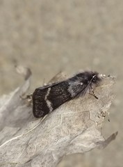 Leucobrephos brephoides