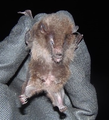 Geoffroy's tailless bat