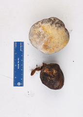 Calvatia bicolor