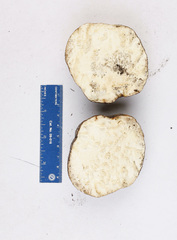 Calvatia bicolor