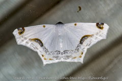 Sericoptera