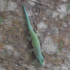 Phelsuma abbotti