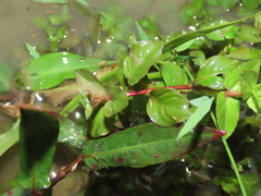 Ludwigia ovalis