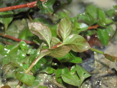 Ludwigia ovalis