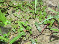 Ludwigia ovalis