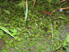 Ludwigia ovalis